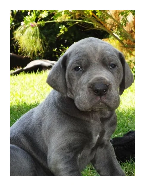 Gentle Giants - Registered Great Dane Breeders logo