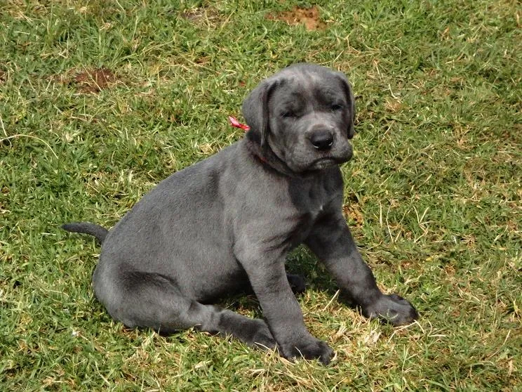 Gentle Giants - Registered Great Dane Breeders photo 1