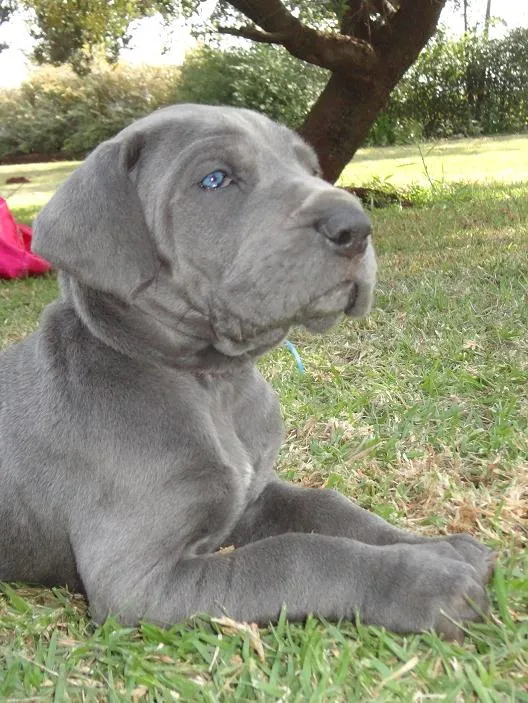 Gentle Giants - Registered Great Dane Breeders photo 2