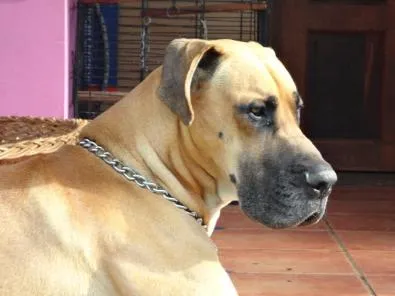 Gentle Giants - Registered Great Dane Breeders photo 3