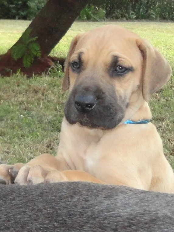 Gentle Giants - Registered Great Dane Breeders photo 4