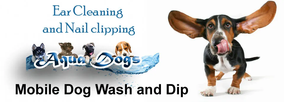 Aqua Dogs photo 1