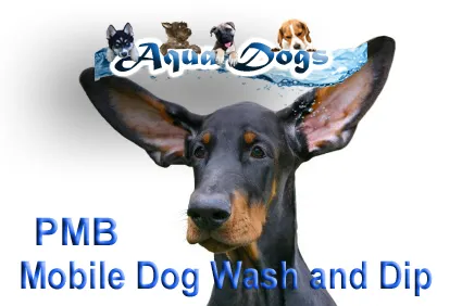 Aqua Dogs photo 3
