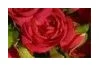 Wedding Flowers by Emily logo