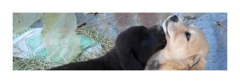 Find Puppies For Sale logo