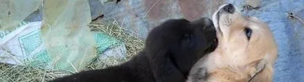 Find Puppies For Sale photo 1
