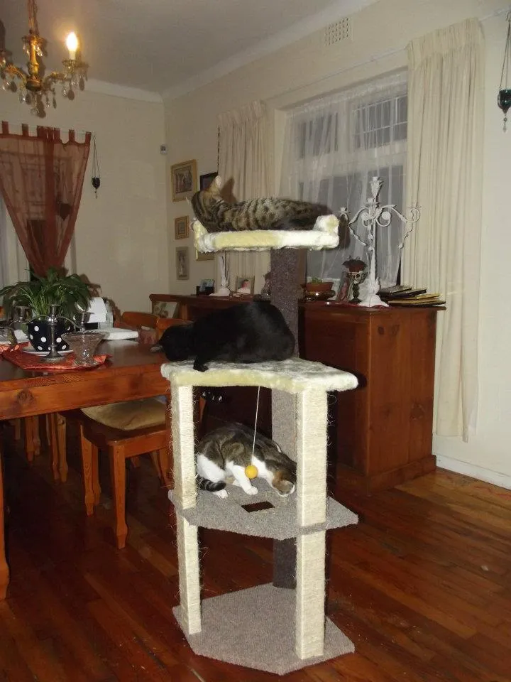 Kitty Kingdom Scratch Posts photo 1