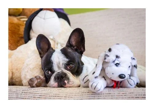 Dog Beds Mega Store logo
