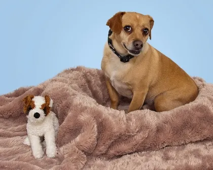 Dog Beds Mega Store photo 2