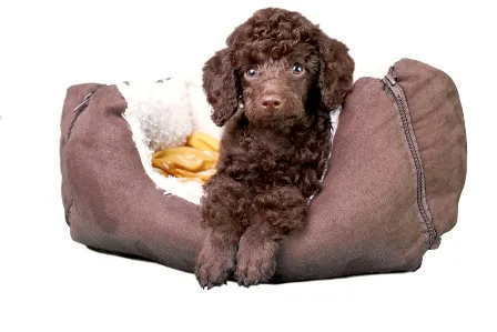 Dog Beds Mega Store photo 3