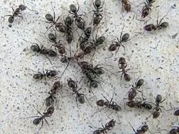 JTL Pest Control photo 1