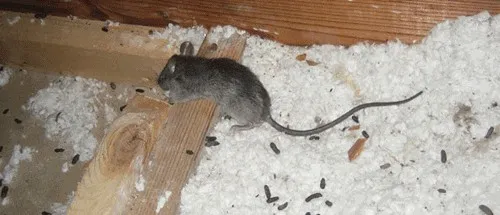 JTL Pest Control photo 3