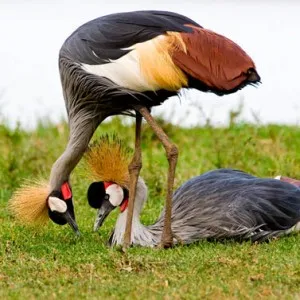 Love Uganda Safari photo 3