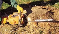 Johannesburg Tree Felling photo 1