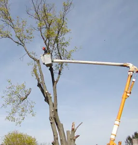 Johannesburg Tree Felling photo 2