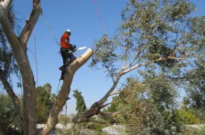 Johannesburg Tree Felling photo 3