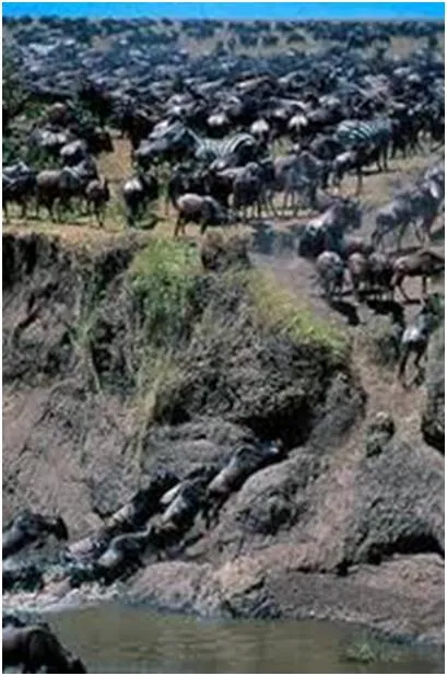 Kaswan Tours and Safaris photo 1