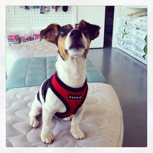 DogWear photo 1