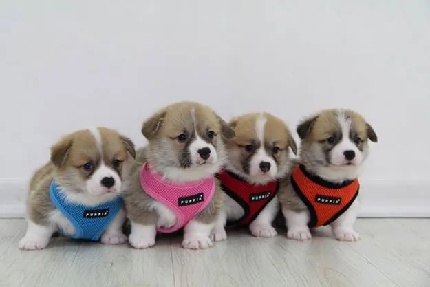 DogWear photo 2