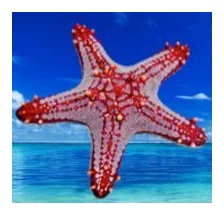 Star of Mozambique logo