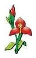 Disa Landscapes cc logo