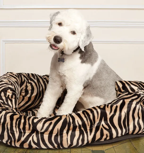 Cool Paws photo 2