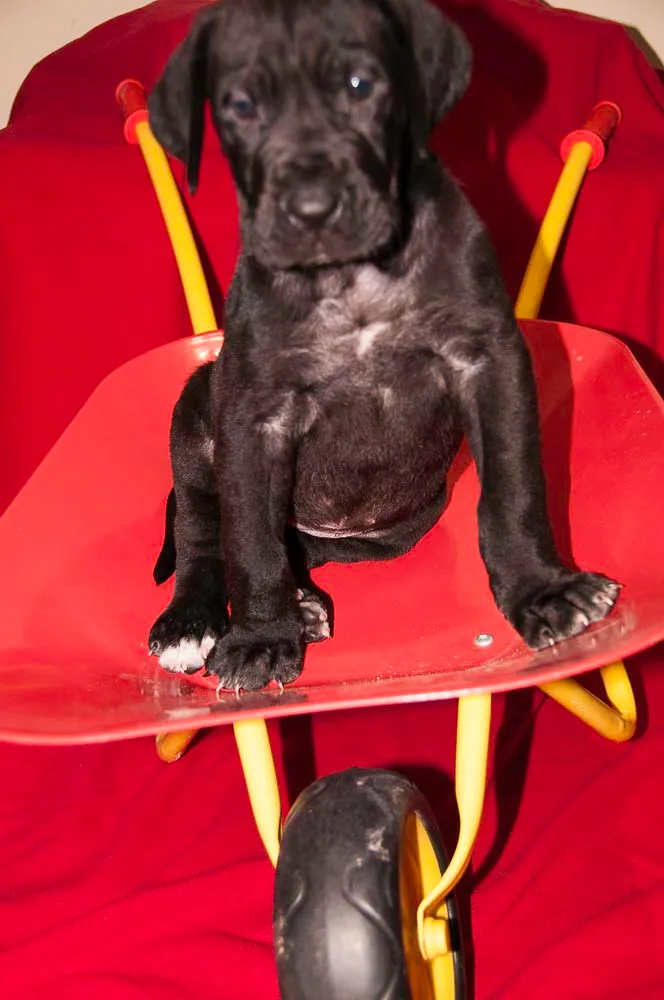 Great Dogs photo 1