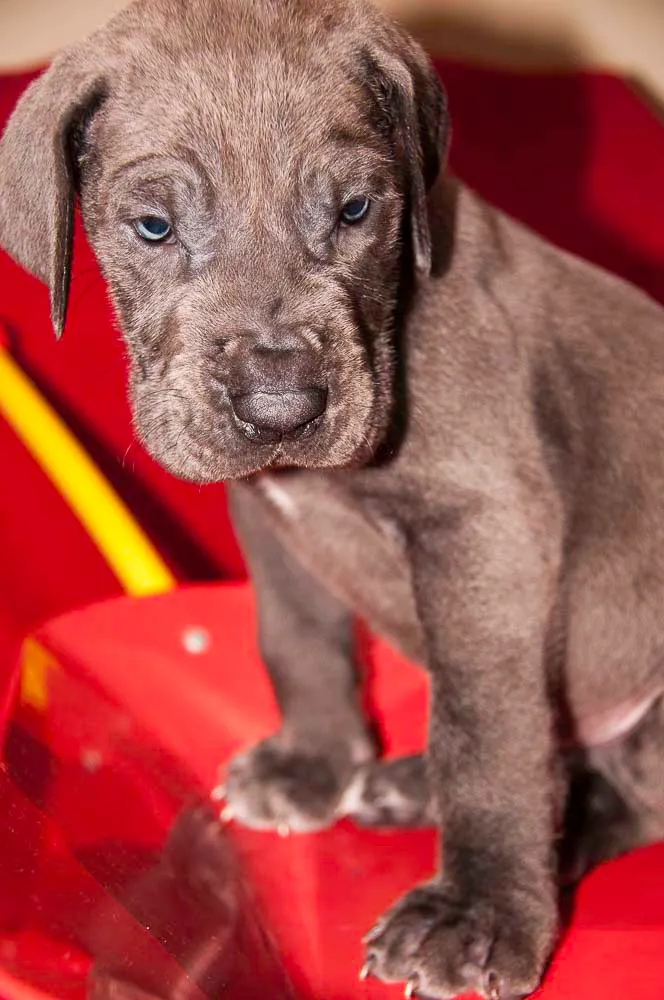 Great Dogs photo 2
