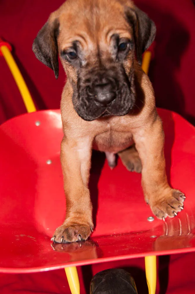 Great Dogs photo 3