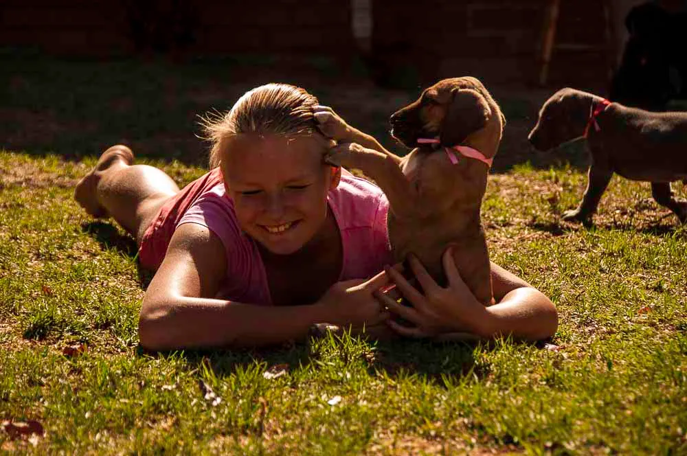 Great Dogs photo 4