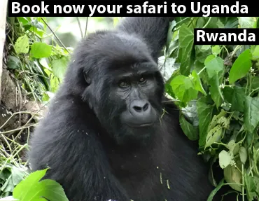 Gorilla Tour Booking Safaris photo 1