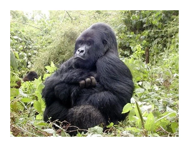 Gorilla tour booking safaris limited logo
