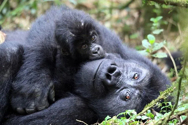 Gorilla tour booking safaris limited photo 1