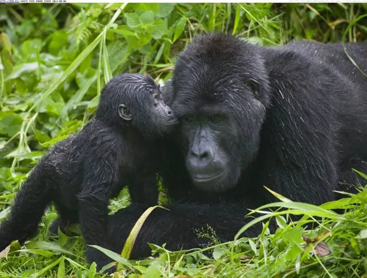 Gorilla tour booking safaris limited photo 2
