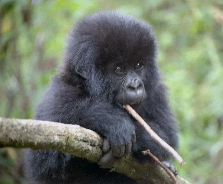 Gorilla tour booking safaris limited photo 3