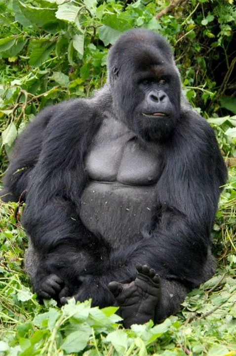 Gorilla tour booking safaris limited photo 4