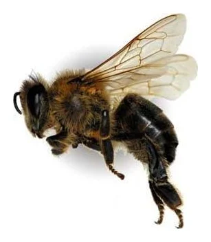 BEE SANAS accredited Verification Agency logo