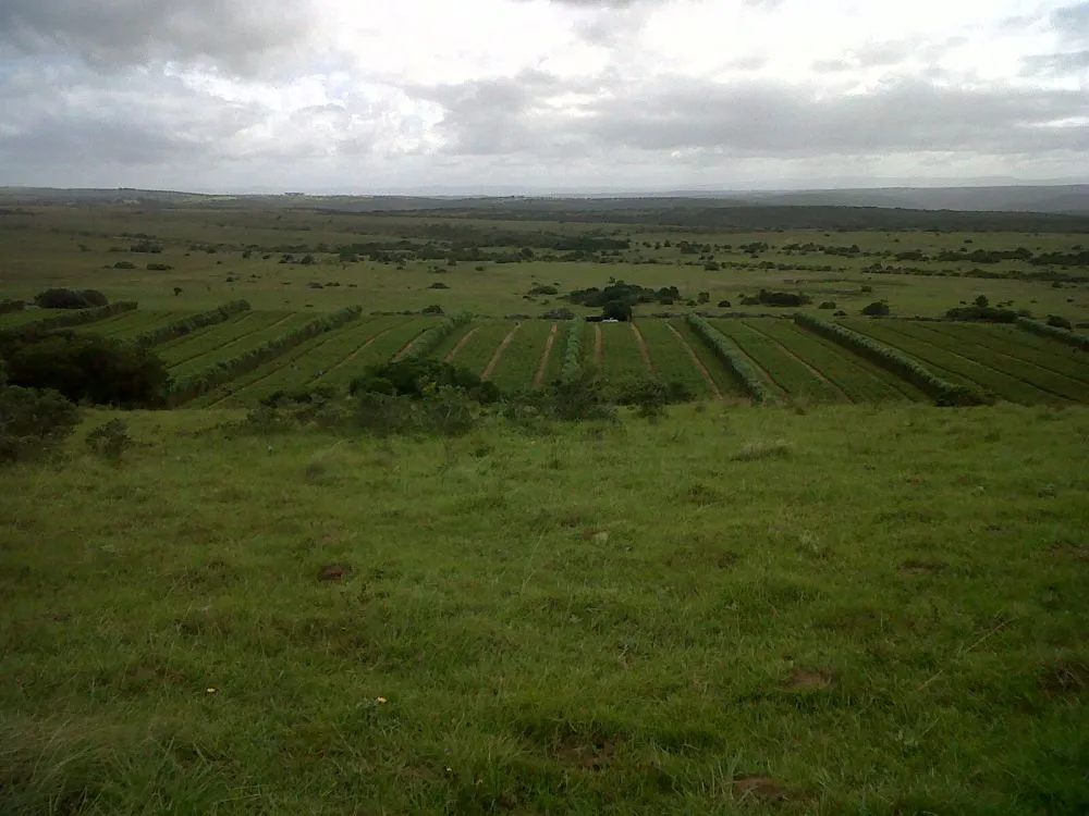 Eastern Cape Pivot Services photo 2