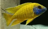 Cichlid Warehouse photo 1