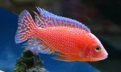 Cichlid Warehouse photo 2