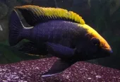 Cichlid Warehouse photo 3