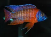 Cichlid Warehouse photo 4