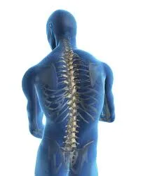 Chiropractor photo 2