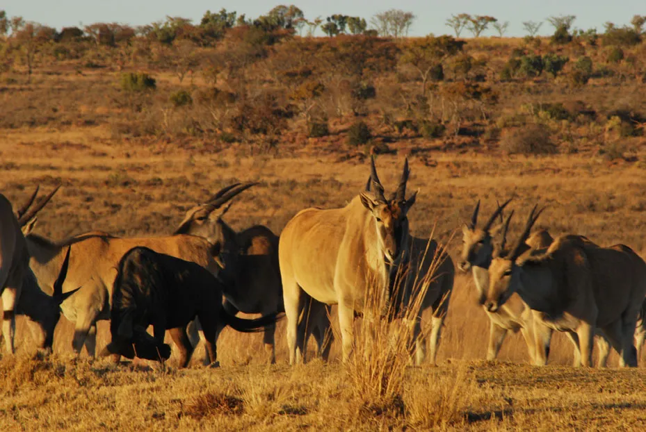 Bird Rock Safaris photo 3