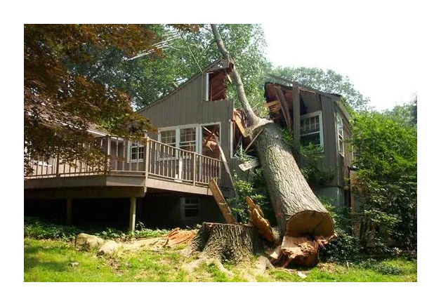 Tree Felling Centurion | Boomsloping Centurion | Tree Felling Sandton logo