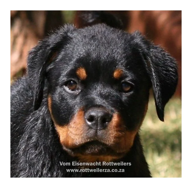 Vom Eisenwacht Rottweilers logo