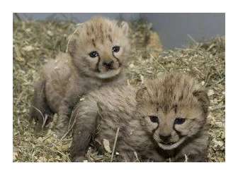 Cheetah Cubs for sale|Tiger cubs for sale|Lion cubs for sale logo