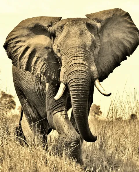 Kingsview Safaris photo 1