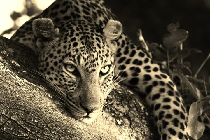 Kingsview Safaris photo 2