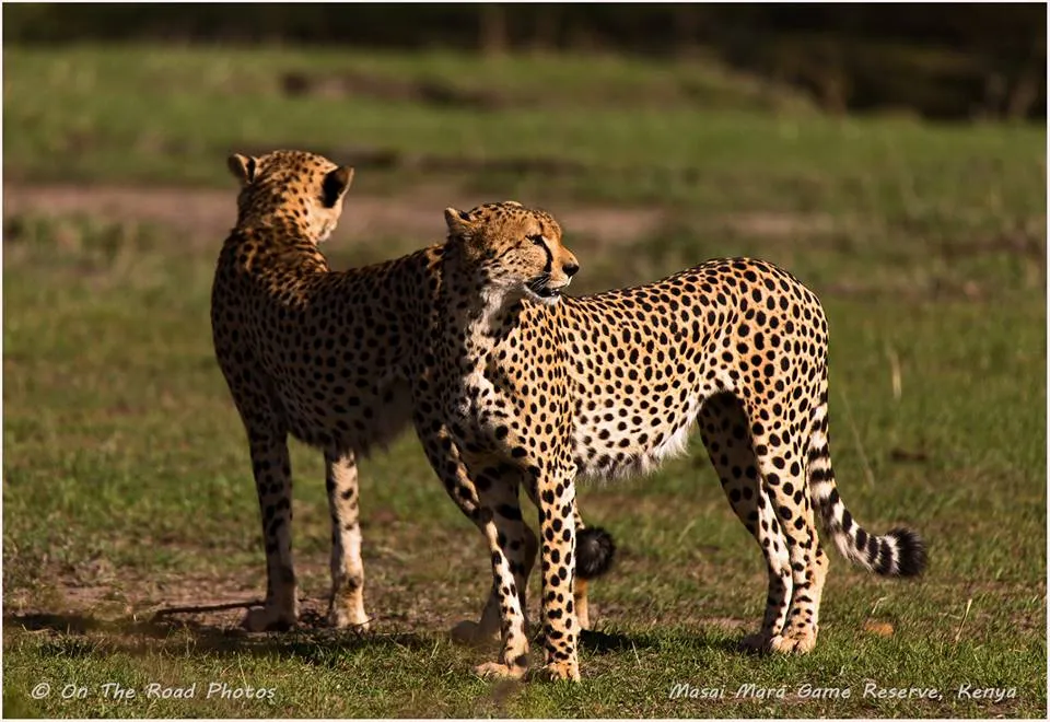 Africa Venture Safaris photo 3